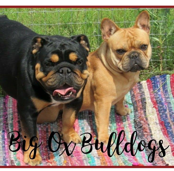 big bulldogs